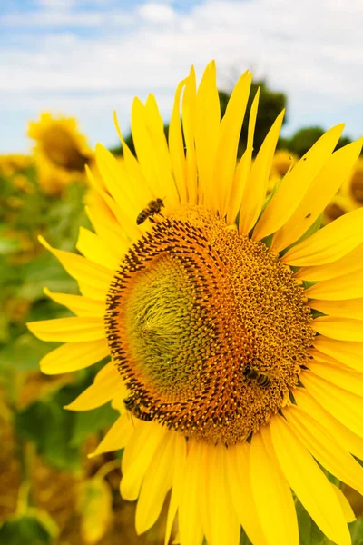 Kvetoucí Žlutá Slunečnice Včelkou Poli — Stock fotografie