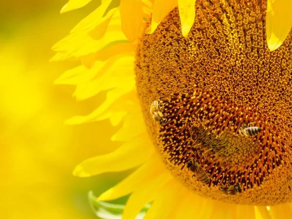 Close Blooming Yellow Sunflower Honey Bees Flower Collecting Pyl — Stock fotografie