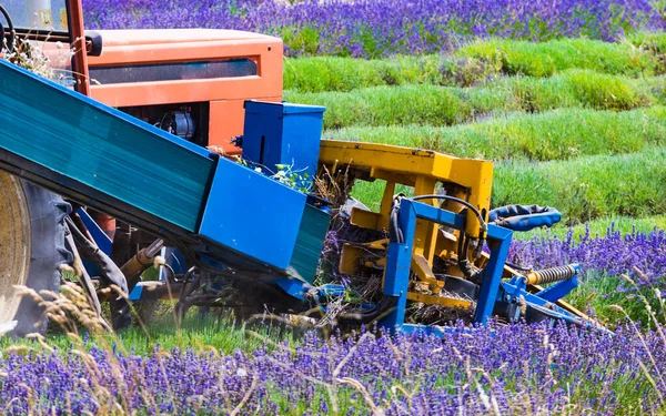 Tractor Werkt Aan Lavendelvelden Oogsten Van Gerijpte Gewassen Frankrijk — Stockfoto