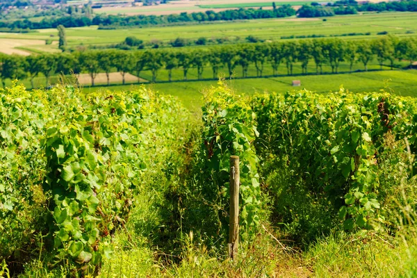 ポンマルドワイン地域 東フランスのブルゴーニュ フランシュ コミットの緑豊かなブドウ畑の風景 グランド クロスへの路線 — ストック写真