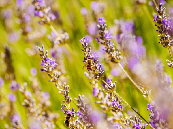 Поле Цветущей Лавандой Пчелой Цветке Собирающей Пыльцу Прованс Франции — стоковое фото