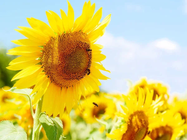 Bloeiende Gele Zonnebloem Honingbij Bloem Verzamelen Stuifmeel Provence Frankrijk — Stockfoto