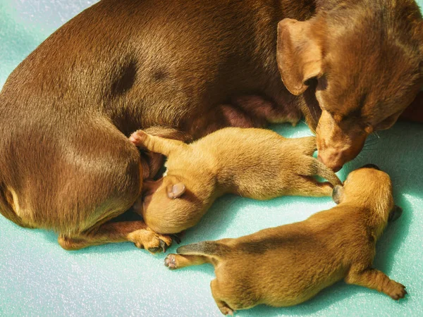 Close Van Schattige Schattige Kleine Teckel Puppies Honden Pasgeborenen Liggend — Stockfoto