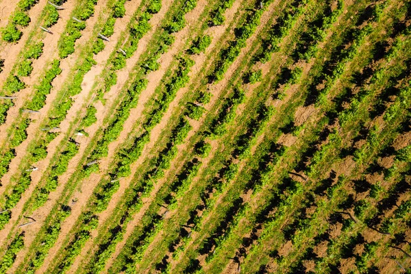 Vue Aérienne Des Vignobles Verts Région Viticole Jura France — Photo