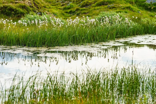 Flores Brancas Margem Rio Água Lago Hora Primavera Verão — Fotografia de Stock
