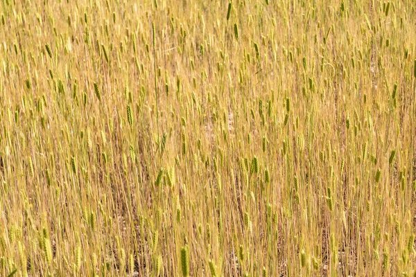 Güneşli Altın Buğday Kamışları Arkaplan Olarak Tarım Alanı — Stok fotoğraf