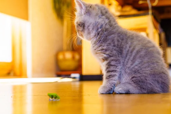 Gri Ngiliz Kısa Kedi Yavrusu Evde — Stok fotoğraf