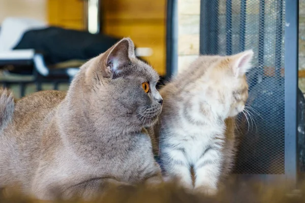 Cinza Britânico Shorthair Mãe Gato Com Gatinho Casa — Fotografia de Stock