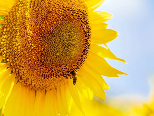 Blooming Yellow Sunflower Honey Bee Flower Collecting Pollen Provence France — Fotografia de Stock