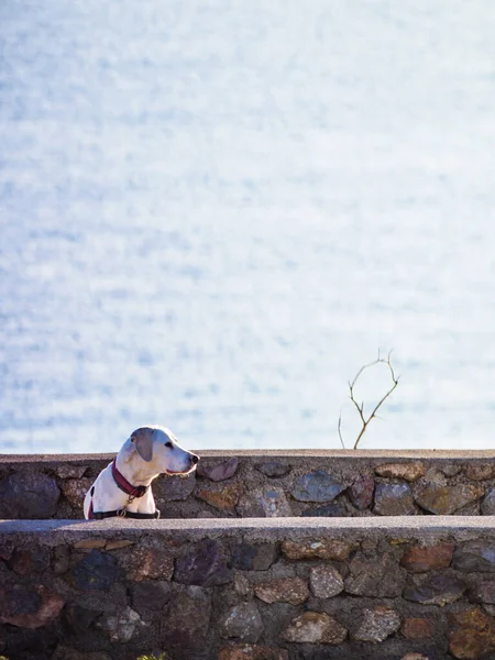 犬が屋外で遊んでいる 動物とペット — ストック写真