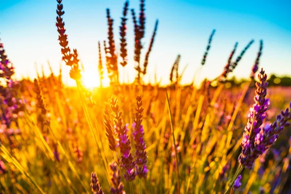 Лавандовые Цветы Поле Закате Сосредоточение Внимания Цветении Прованс Франции — стоковое фото