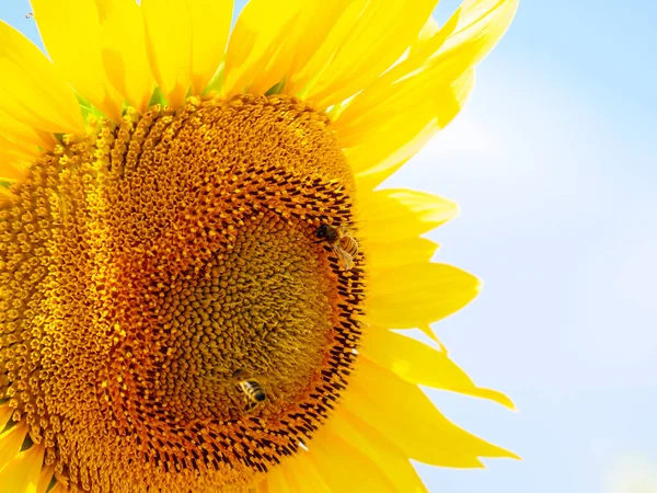 Blühende Gelbe Sonnenblumen Und Honigbienen Auf Blüten Sammeln Pollen Provence — Stockfoto