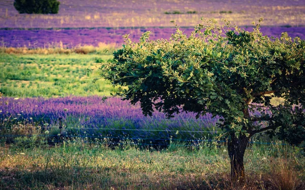 Французький Пейзаж Квітучими Лавандовими Полями Сезон Цвітіння Подорож Франції — стокове фото
