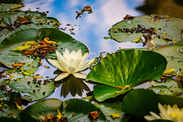 Lotus White Water Lily Garden Pond — Stock Photo, Image