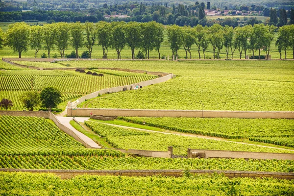 Paysage Viticole Vert Dans Région Viticole Pommard Bourgogne Franche Comte — Photo