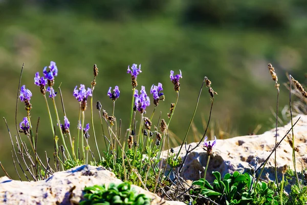 Flori Roz Coasta Mediteraneană Însorită Timpul Primăverii — Fotografie, imagine de stoc
