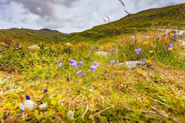 Fialové Květiny Jaro Nebo Léto Oblasti Norských Hor — Stock fotografie