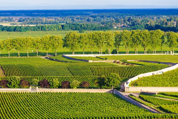 ポンマルドワイン地域 東フランスのブルゴーニュ フランシュ コミットの緑豊かなブドウ畑の風景 グランド クロスへの路線 — ストック写真