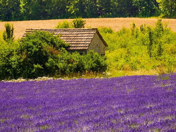 Frans Landschap Met Bloeiende Lavendelvelden Regio Puimoisson Plateau Valensole Alpes — Stockfoto