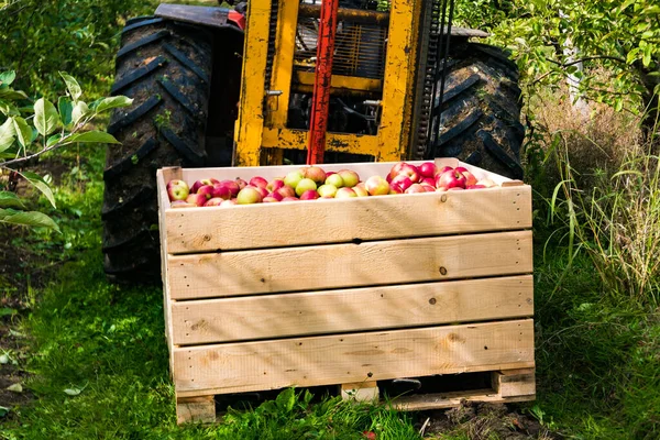 ローダーフォークリフトはリンゴでいっぱいの木製の箱を運びます 収穫と輸送 秋に果樹園でリンゴの果物を摘む フランスにおける果樹園 — ストック写真
