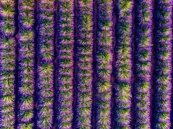 Veld Met Rijen Bloeiende Lavendel Provence Frankrijk Luchtzicht — Stockfoto