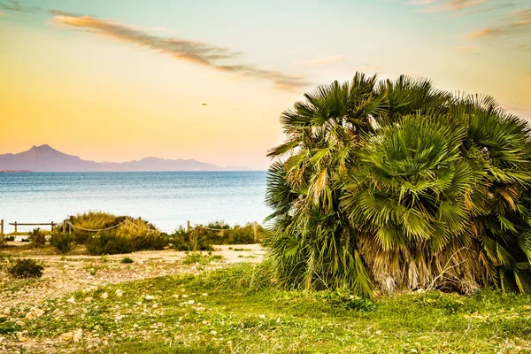 Palmiye Ağaçlarıyla Kıyı Manzarası Akdeniz Bitkileri — Stok fotoğraf