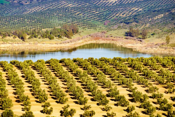 スペインの自然景観 グアダラハラや周辺の田舎をオリーブの木で囲みます アルダレス貯水池 マラガアンダルシア スペイン — ストック写真