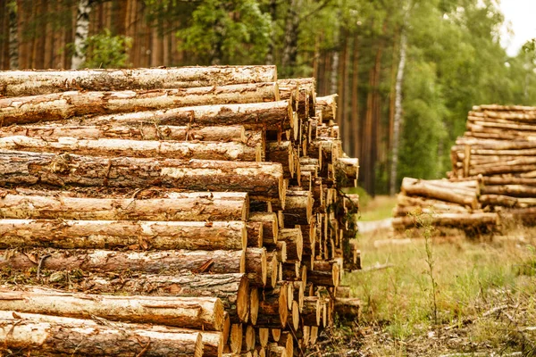 森林での木材伐採 木の丸太が積み上げられた 産業用木材貯蔵 — ストック写真