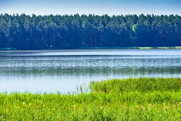 Озеро Мазурії Польща Водний Берег Переповнений Зеленою Очеретиною Літній Краєвид — стокове фото