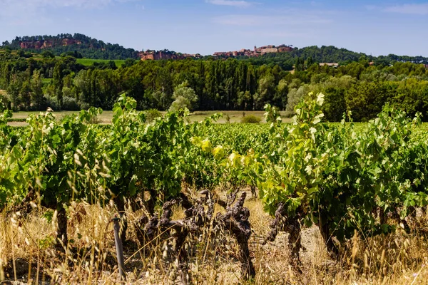 Sommar Vingårdar Landskap Och Roussillon Byn Fjärran Plateau Vaucluse Provence — Stockfoto