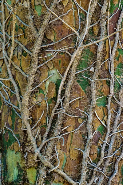 Ivy Suchá Rostlina Pozadí Kůry Stromu Struktura Přírody — Stock fotografie