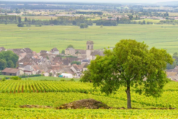 夏のブドウ畑の風景や村ポンマルド ブルゴーニュの道 コート ボーヌ コート ドール フランス — ストック写真