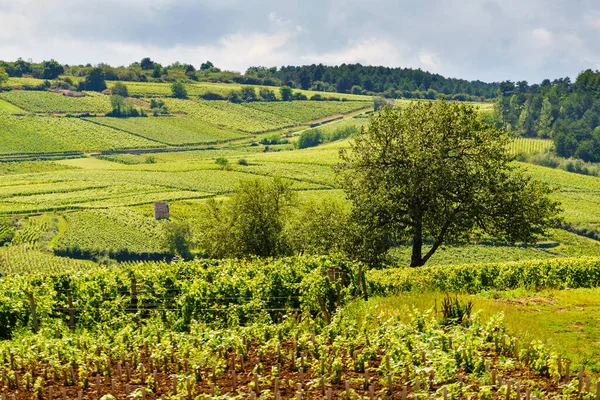 Gröna Vingårdar Landskap Pommard Vindistrikt Bourgogne Franche Comte Östra Frankrike — Stockfoto