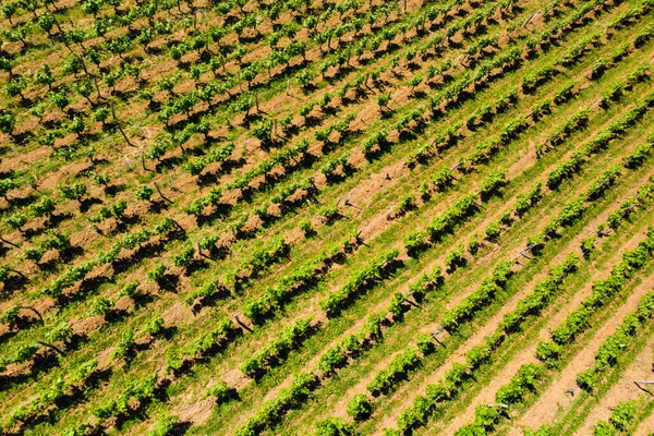 空中展望 緑のブドウ畑 フランスのジュラワイン地域 — ストック写真