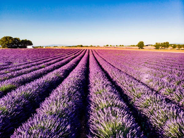 Поле Рядами Цветущей Лаванды Прованс Франции — стоковое фото