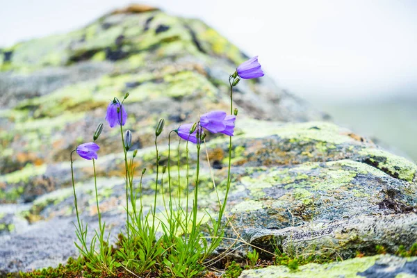 Fiori Viola Primavera Estate Nella Zona Montuosa Norvegese — Foto Stock