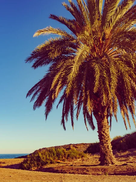 西班牙穆尔西亚地区Percheles海滩 马扎龙湾具有棕榈树的海岸景观 — 图库照片