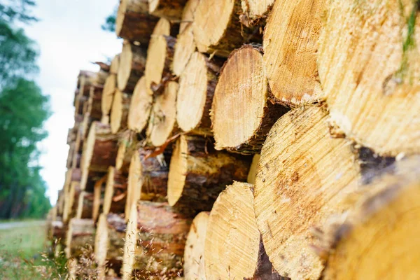 Лесозаготовки Лесу Свежевырубленные Деревянные Бревна Хранение Древесины Промышленности — стоковое фото