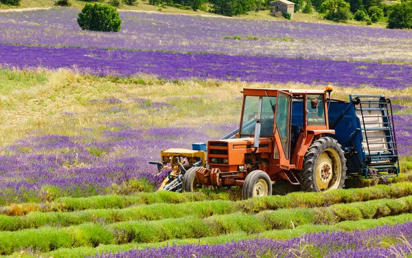 Traktor Arbeitet Auf Lavendelfeldern Lavandin Pflanze Der Provance — Stockfoto