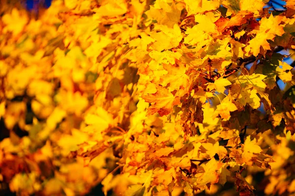 秋天的黄叶是大自然的背景 秋季季节 — 图库照片