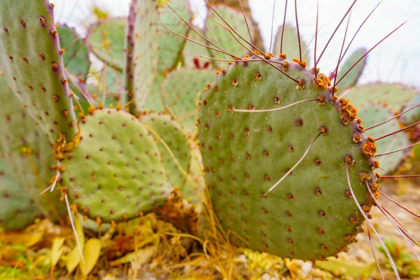 Kaktusové Rostliny Šťavnaté Venku Středomořském Španělském Pobřeží — Stock fotografie