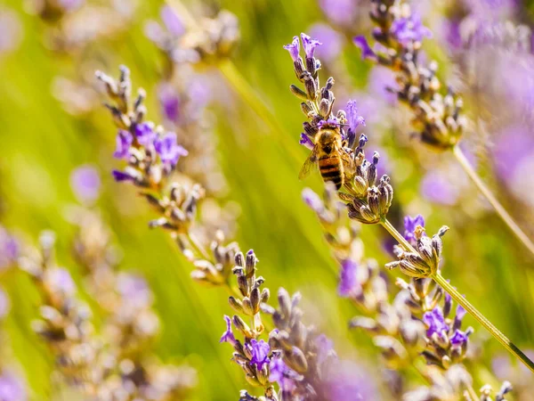 Veld Met Bloeiende Lavendel Honingbij Bloem Verzamelen Stuifmeel Provence Frankrijk — Stockfoto