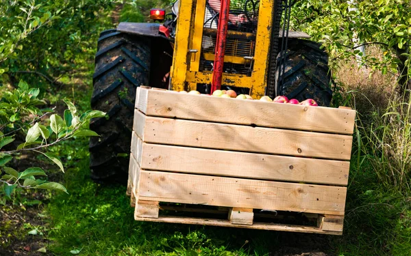 装载机叉车载着装满苹果的木箱 收获和运输 秋天在果园采摘苹果 法国的水果种植园 — 图库照片