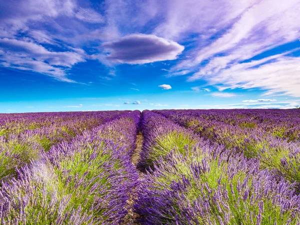 Лавандовые Цветы Поле Облака Голубом Небе Выращивание Фиолетового Растения Прованс — стоковое фото