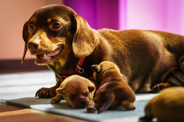 Primer Plano Lindos Adorables Cachorros Salchichas Perros Recién Nacidos Acostados —  Fotos de Stock