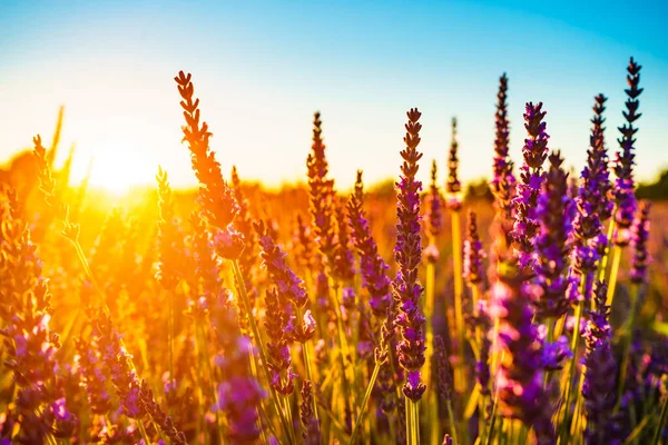 Levandulové Květiny Poli Při Západu Slunce Selektivní Zaměření Květy Provence — Stock fotografie
