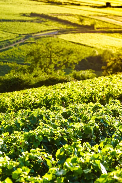 Zelená Vinice Krajina Vinařské Oblasti Pommard Bourgogne Franche Comte Východní — Stock fotografie