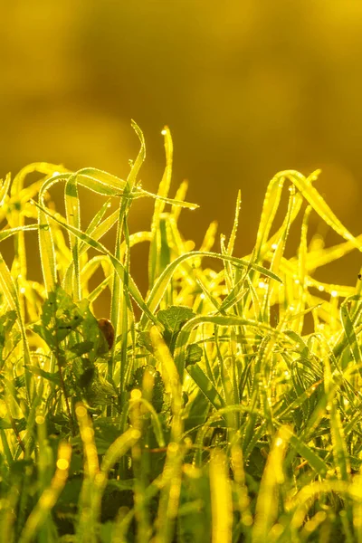 Трава Мокра Росою Лужному Полі Проти Сонячного Світла Ранкова Природа — стокове фото