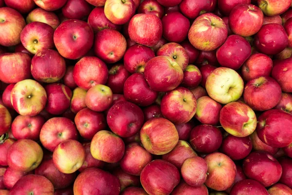 Idared Apfel Hintergrund Reife Äpfel Zur Erntezeit — Stockfoto