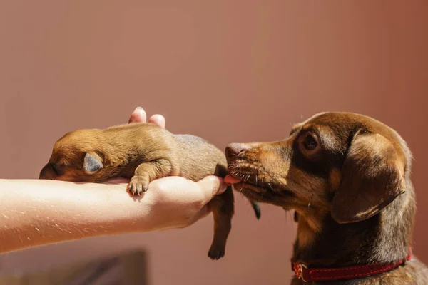 Человек Показывающий Милые Очаровательные Маленькие Щенки Таксы Собаки Новорожденных Взрослой — стоковое фото